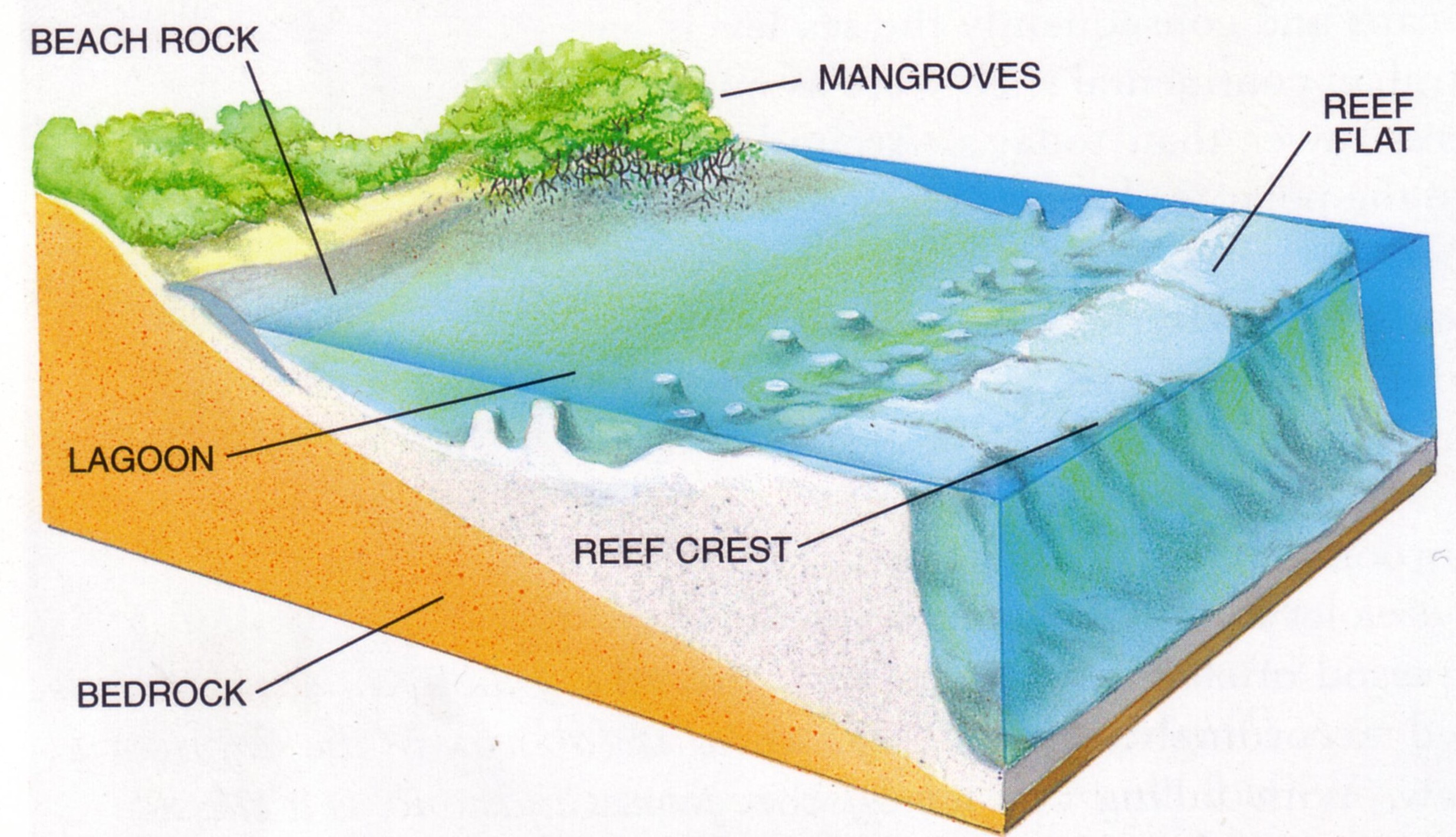 Biotechnology  Coral Reefs